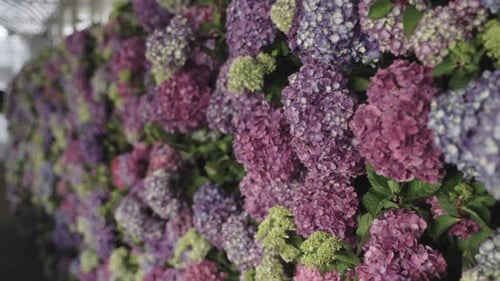 Close up, wall of pink and purple flowers decor at a wedding banquet event