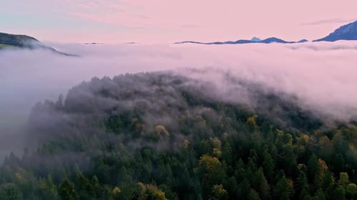 Thick fog or clouds above morning forest landscape, aerial drone view