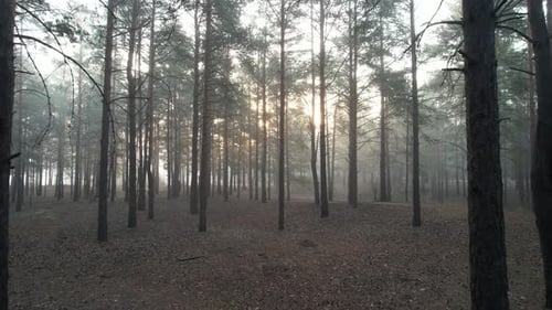 Morning Foggy Pine Forest