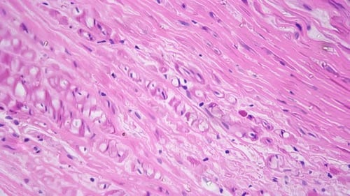 Microscopic View of Tissue