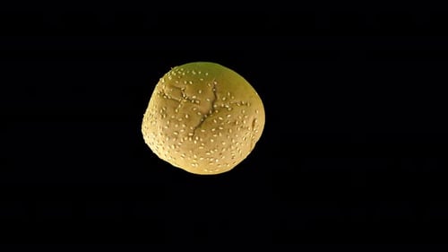 Macro Shot of Sesame Seed Hamburger Bun