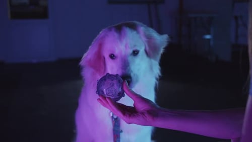 Beautiful Dog with Toy at Night Indoors