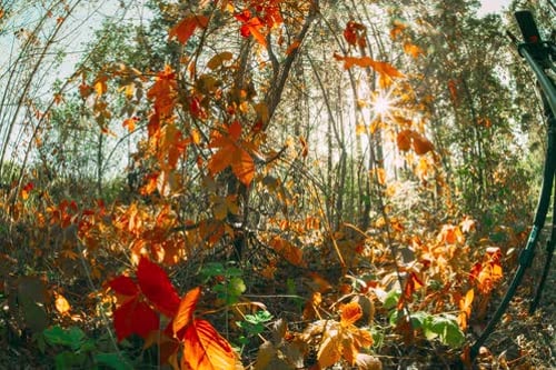 Trees Foliage Leaves Turn Yellow