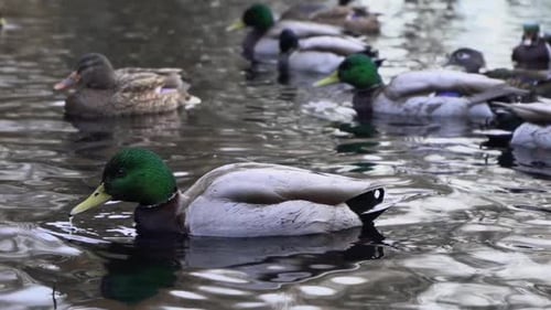 medium shot of mallard duck flock floating in a pond