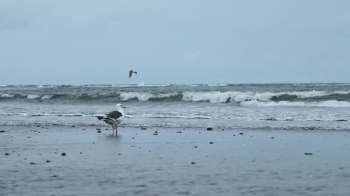 Seagull Standing on Sandy Beach with Waves