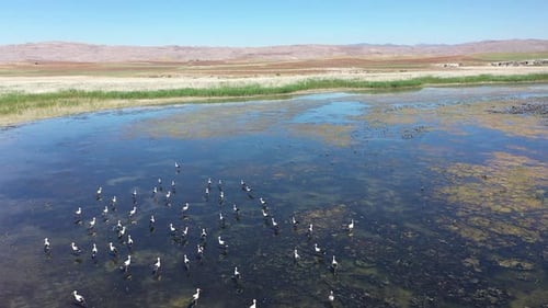 Aerial View Of Storks Walking On Mossy Lake
