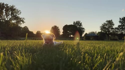 Happy Dog Relaxing in Field at Sunset