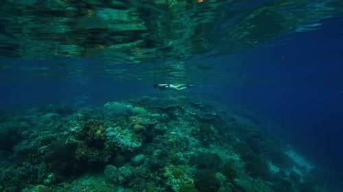 Underwater View of the Vivid and Healthy Coral Reef in the Famous Komodo National Park in Indonesia