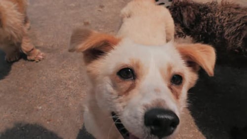 Adorable Dog Looks at Camera with Tongue Out