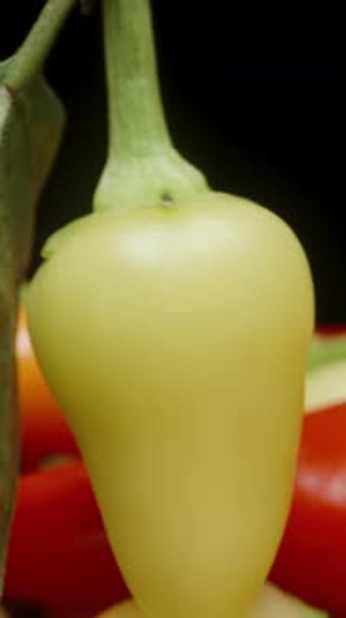Vertical video. The camera performs a macro zoom on the green rosemary pepper with a leaf.