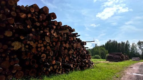 Pile Of Wooden Timber Logs Stacked Near Countryside Dirt Road During Sunny Day. Tracking Shot