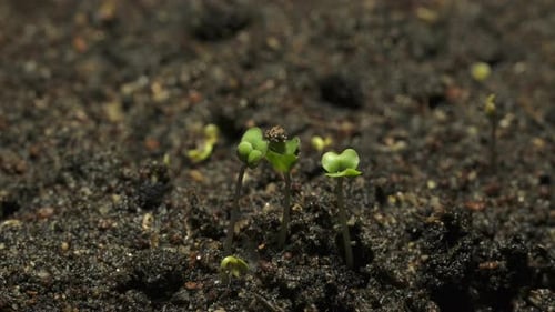 Tiny Seedlings Sprout in Fertile Soil Time-Lapse