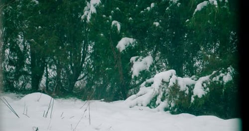 View of woods covered with hoarfrost and snow. Winter scenery of trees covered with snow.