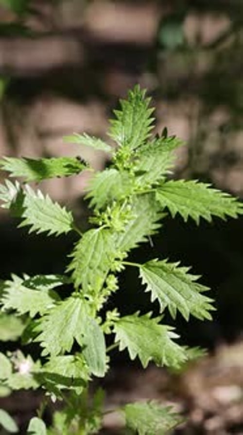 Plante d'ortie aux feuilles vertes poussant à l'extérieur, gros plan