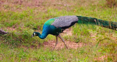 Elegant Peacock Foraging for Food in Tropical Grassland