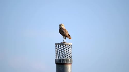 Adult burrowing owl perching on a chimney and observing its surrounding
