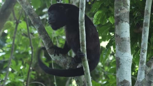 Mantled howler monkey (Alouatta palliata) relaxes on the tree in a forest in Costa Rica