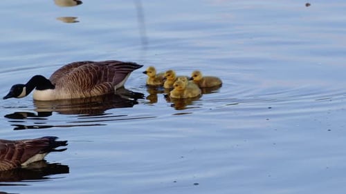 Geese Family with Goslings Swimming in Lake