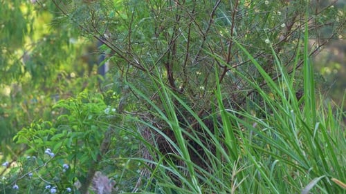 A Brown honeyeater (lichmera indistincta) perches on the branch, flitting around by the river,