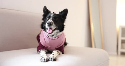 Kleidung von Haustieren. Süßer Border Collie-Hund im farbenfrohen Overall auf dem Sofa drinnen