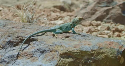Low Angle Collared Lizard onflat blue rock