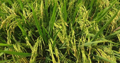 Close up shot ears of rice on the rice field.