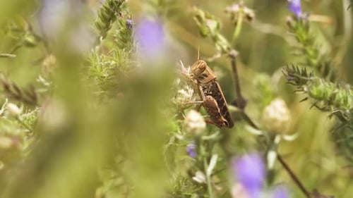 Grasshopper Eating Flower in Sunny Meadow