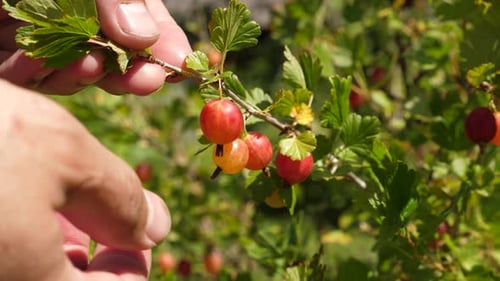 Close-up of gooseberries being picked from a bush