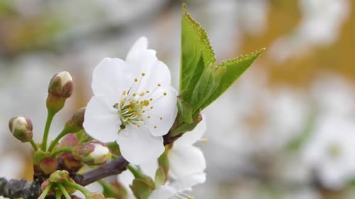 Sweet cherry blossoms in spring. White cherry blossoms