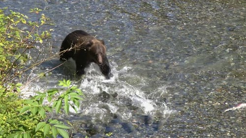 Panicked spawning salmon scurry away from brown bear in shallow river