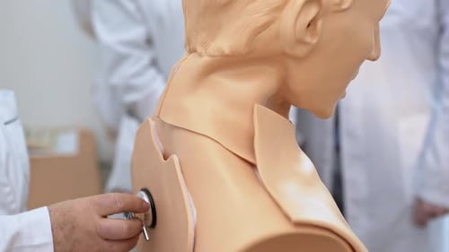 Medical Professional Using Stethoscope on Anatomical Human Model