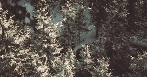 Snow Covered Pine Trees in a Peaceful Forest During Winter Morning