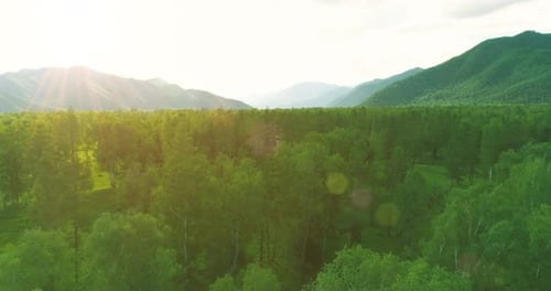 Aerial View Low Flight Above Evergreen Pine Tree Landscape with Endless Mountain Forest at Sunny