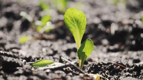 Nahaufnahme der Bewässerung plantagengrüner junger Setzlinge auf dem Feld