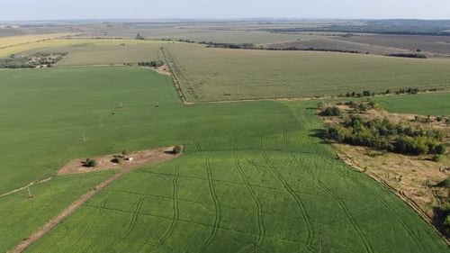 Aerial View of Green Farmland With Tire Tracks Through Field on a Bright Day
