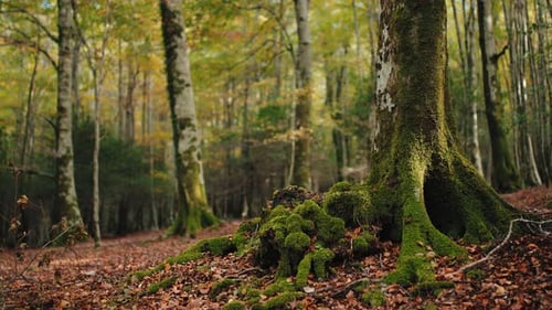 Tree Trunk With Green Moss
