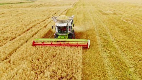 Combine Harvester Harvesting Wheat in a Field