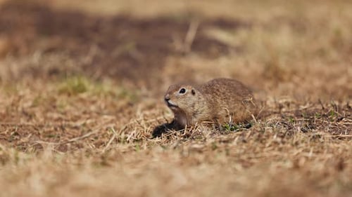 Esquilo engraçado olha para fora do buraco. Little Ground Squirrel ou Little Suslik Spermophilus Pygmaeus é