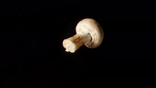 A mushroom rotates on a black background, seen from the top, in a close-up. Isolated.