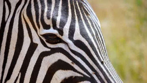 Close up A zebra head standing in a meadow surrounded by dozens of flies