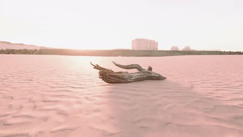 Piece of an Old Root is Lying in the Sand of the Beach