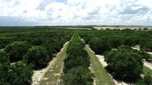 Aerial footage of orange groves and farmland in Haines City, Florida.