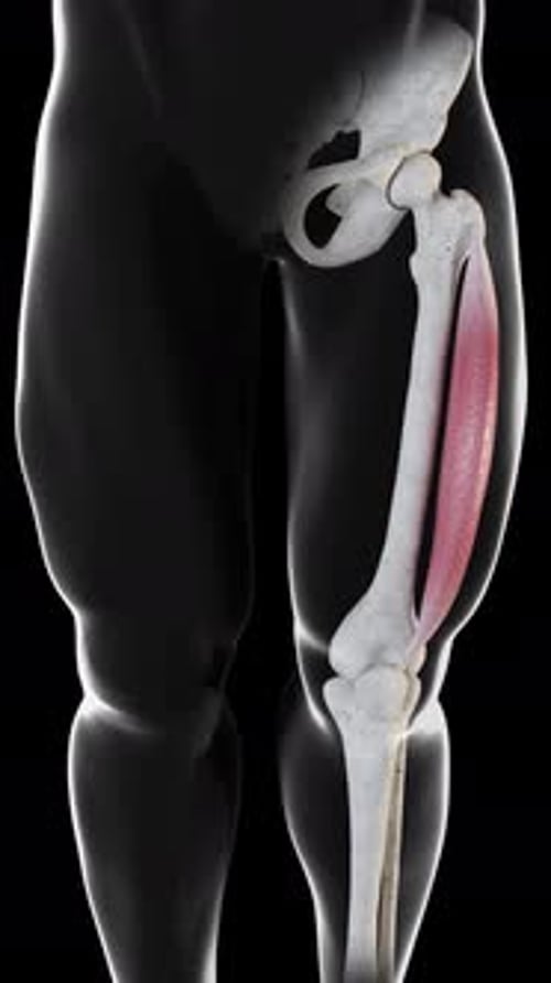 Vastus Lateralis Muscle Movement Front View Vertical Video