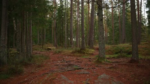Panoramaaufnahme der Wälder in Norwegen in der Herbstsaison