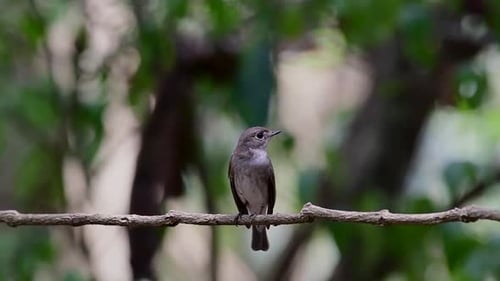 The Asian Brown Flycatcher is a small passerine bird breeding in Japan, Himalayas, and Siberia; migr