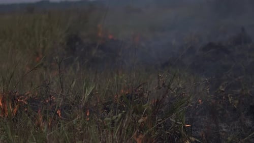 Fires destroy the Amazon rainforest as deforestation causes drought