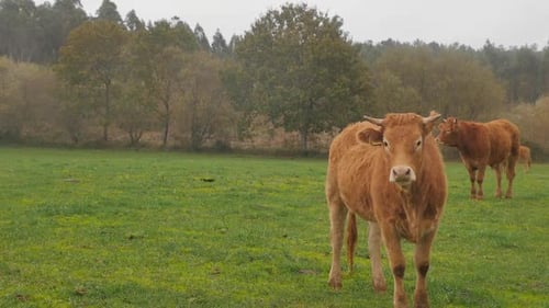 Curious brown cow on pasture. Dairy cows outside grazing on the green pasture.