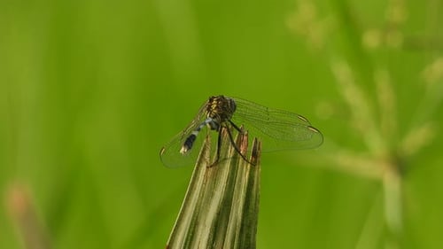 Tiger Dragonfly wings and legs .