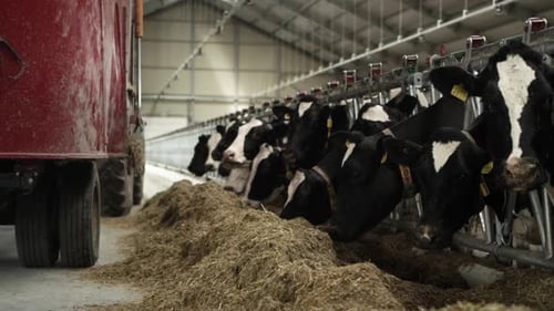 Feeding Cows on a dairy farm. Cattle of cows