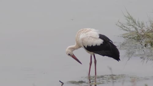 Storch in einem Fluss